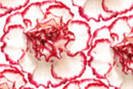 carnation_in(1)