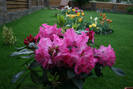 Rhododendron