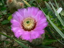 echinocereus_reichenbachii