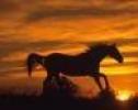 Avatare_cu_Cai__Avatare_cu_Animale_5[1]