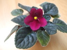 Aca's red ember