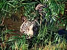Concealed, Bengal Tiger