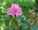 Rododendron
