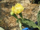 Opuntia macrorhiza - 12.08