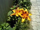 Fotografii-0002