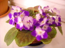 Violeta africana bicolora