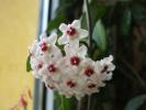 hoya carnosa