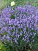 lavanda