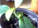 o specie de ficus cu fructe (puiut)