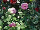 TRANDAFIRI DE DULCEATA
