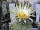 Astrophytum asterias de la Valentin- 08.07