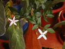Picture 054