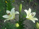 DSCI0646