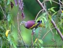 green-pigeon