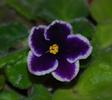 violeta mov cu bordura alba