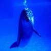 delfin in apa 2