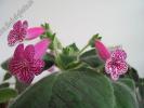 Kohleria Rongo 7