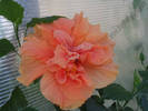 Hibiscus caisa 6