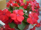impatiens