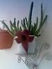 Stapelia grandiflora 1