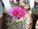 Gymnocactus vierechii - 18.09.2009