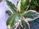 ficus