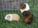 Guinea_Pig  6