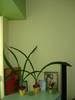 AMARYLLIS
