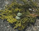 THUJA ORIENTALIS.2