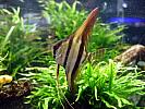 Pterophyllum%20Scalare%204