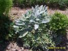 jales si arabis