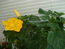 HIBISCUS GALBEN