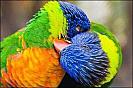 2 papagali