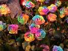 tie_dyed_rose1