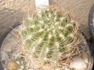 Lobivia quiabensis