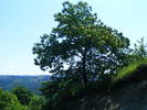 DSCF2377