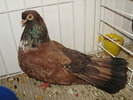 orbetean 1