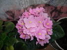Flori 2009 009