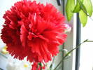 DSCF6586