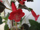 Kohleria Ruby 2