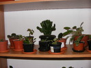 RAFTULET CU FLORICELE