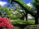 Wallpapers - Nature 10 - Boone_Hall_Plantation,_South_Carolina,_USA