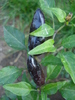 Black Chili Pepper (2009, Sep.25)