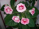 Gloxinia roz dublu