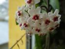 hoya carnosa