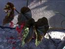 BEGONIA