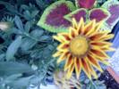 floricica