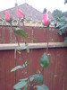 DSC02941