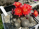 rebutia_krainziana_3 (1)