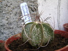 astrophytum capricorne